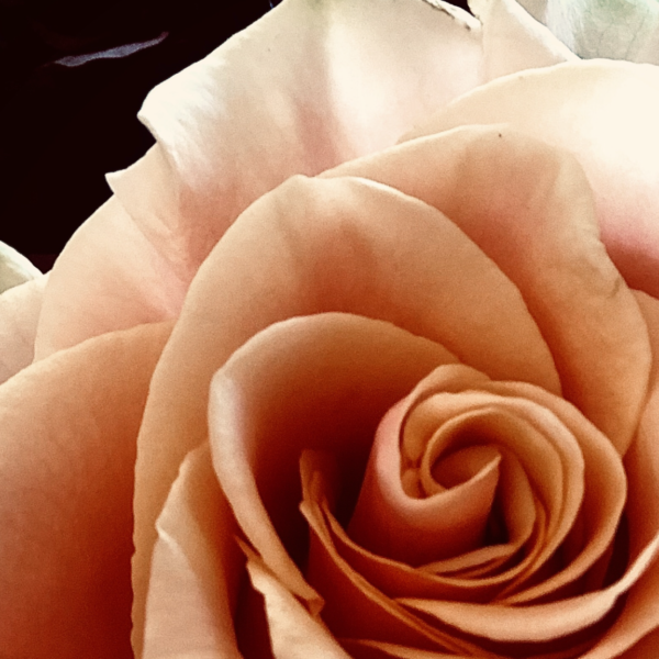 apricot rose, sevencycles, feminine awakening, embodiment,