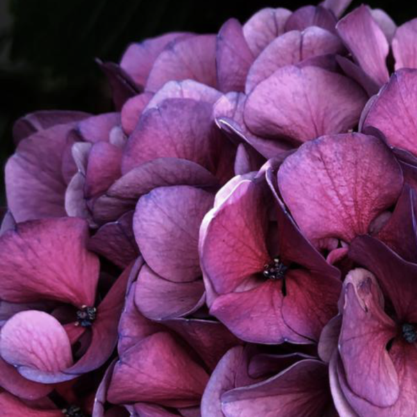 pink hortensia, sevencycles